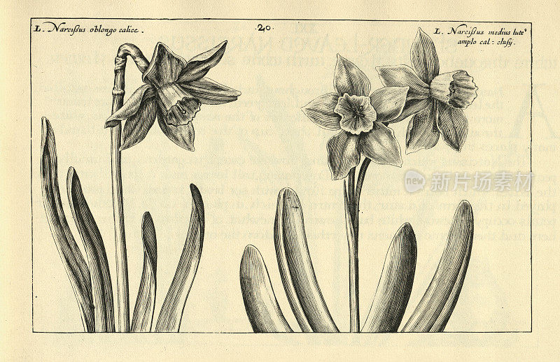 植物艺术印刷宽叶水仙，水仙花，从Hortus Floridus由Crispin de Passe，复古插图